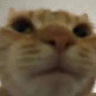 LazzVEVO's profile picture. TMG/realpolitiker