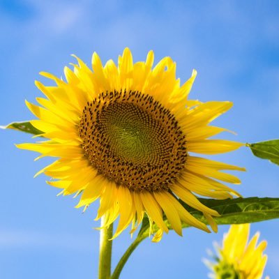 snyme2's profile picture. ラン垢ときどきダイエット垢。ラン3年生。