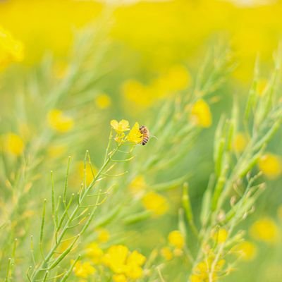 Lukas_gyps's profile picture. 🇫🇷CentraleSupélec(Double-diplôme) 2A / 🇯🇵慶應数理(B4相当) / 数学、プログラミング、語学、言語学 / 外国語垢 compte international : @LukeCylindrique