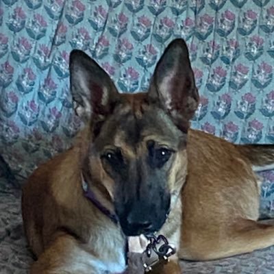 FloridaMalMom's profile picture. 