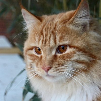 bruceelimmyg's profile picture. 