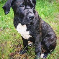 Pugnacious (@clannoch) 's Twitter Profile