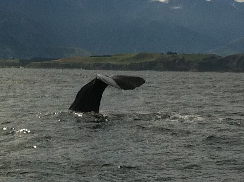 luiseberry's profile picture. loves God, loves Graham and loves The Vine HK