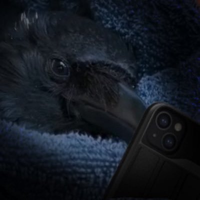 crobro4life's profile picture. #1 shit nobody cares about enthusiast 🐦‍⬛

(I just want to find funny shitposts, bird videos, or literally anything other than politics.)