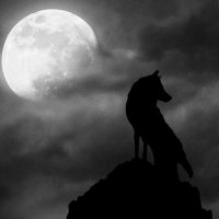 🐺 (@alahmed100__) 's Twitter Profile Photo 🐺 (@alahmed100__) 's Twitter Profile Photo