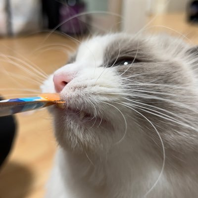 ragdoll_137's profile picture. Crypto Web3 @BioProtocol 버렸음