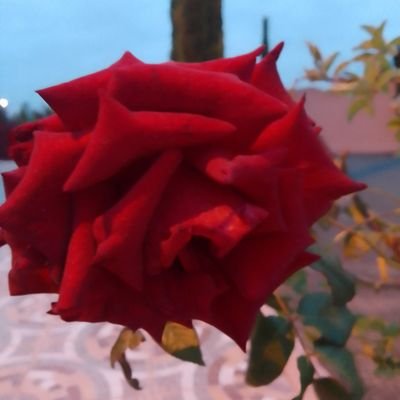 M82629Mr's profile picture. اشتاق للوالدي