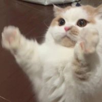 Risar (@matcawr) 's Twitter Profile