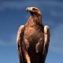 Aguila de corazón, arriba México lastima de los gobernantes que se tienen.