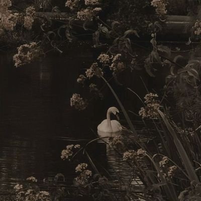 AmnaKhawar8's profile picture. 