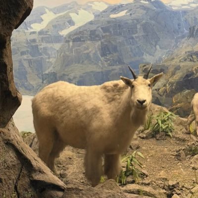 merdoderdoserto's profile picture. 