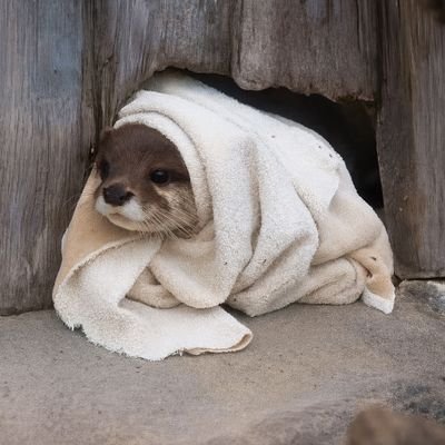 OtterForeverr's profile picture. Oter So cute