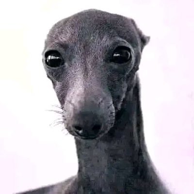 milkshake1927's profile picture. Mitski enthusiast TOGACHAKO REAL!!!