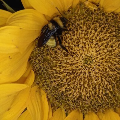 Dune_css's profile picture. Me gustan los polinizadores, nadar y vivir lo mejor posible con #Fibromialgia. la FM me ha hecho buscar más formas de ganar dinero, Aprender, aprender, aprender