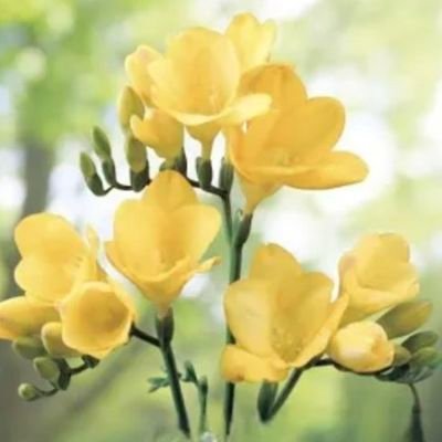 nosa2025s's profile picture. 観葉植物/自然大好き/韓国/1世/DMは対応していませんm(__)m