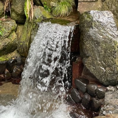 sacurasakukoro's profile picture. #にしむらゆうじ #直腸NET #直腸カルチノイド #神経内分泌腫瘍 #ESD治療 #プロテイン #ビーレジェンド #ホロライブ #桐生ココ #さくらみこ #角巻わため #ハコスベールズ #森カリオペ  #龍が如く