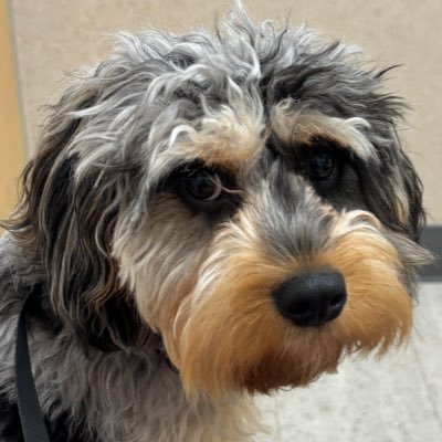 I’m just a Middle Aged Woman with really cool dog. I’m mainly here for news and politics. I’m Restarting my account after taking a few years off. 🤝IFBAP🚫DM’s