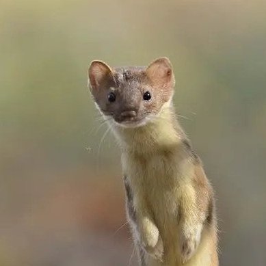 WeaselImages's profile picture. Randomly generated images of weasels generated by AI. Automated posts soon. Model: DALL-E 3 (was GPT Image 1)