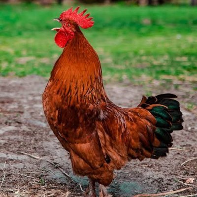 Loner_Gorilla's profile picture. COCK