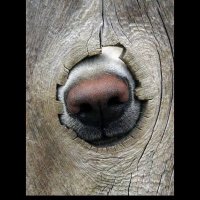 Peg (@fluffycakewhore) 's Twitter Profile Photo Peg (@fluffycakewhore) 's Twitter Profile Photo