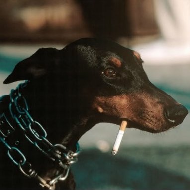 chrismwangi118's profile picture. .