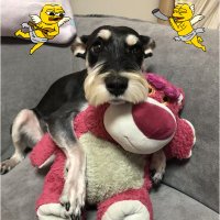 dogex3 (@gaspardyeahz) 's Twitter Profile