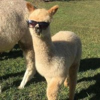 Tøp゜알파카 (@alpacacaca2512) 's Twitter Profile