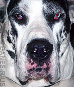 Danes_R_Us's profile picture. Dog artist offering artwork in many breeds on greeting cards plus t-shirts and more gifts.  ACR: ShadeyD