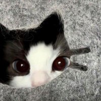 nezหโ๐๐ (@wonhanez) 's Twitter Profile