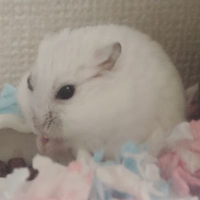 レインです(´ω`)ポップン、メダロット、あくねこ好きな20↑の人です(´ω`)ハムスター4匹(🐹♀ジャンガリアン1キンクマ2)(🐹♂ジャンガリアン1)居ます(´ω`)
RTかなり多めでございます…(;´ω`)ツイフィ必読(´ω`)
(´ω`)(´ω`)不必要なDMは自衛します。悪しからず。