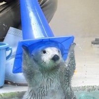 chungusmaximus (@maxichungus) 's Twitter Profile