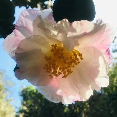 太陽を追う花は曇りの日でも太陽を追う花です 色々な花について投稿したりリポストしたりします 無言フォローお許しください💐🙏