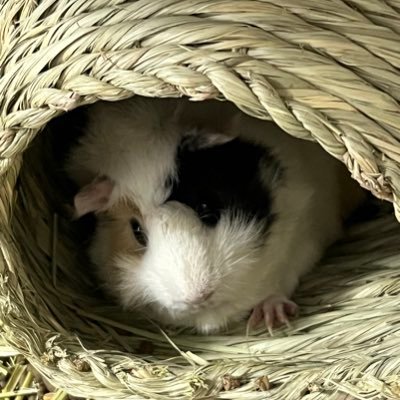 R4年4月10日に妻と死別し寂しくて鬱病になり希死念慮が多くなりました。当時飼っていた子達はブリダー経由で里親に出しました。毎日死別した妻(由紀ちゃん)に会いたい寂しがり屋です。 無言フォロー・ギャンブルの話はNG🙅♀️ 副業・エロ即ブロック #ウサギ #モルモット #鉄道模型 #メンタル闘病アカ #死別