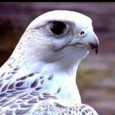 k_zidan4's profile picture. الحمد لله رب العالمين