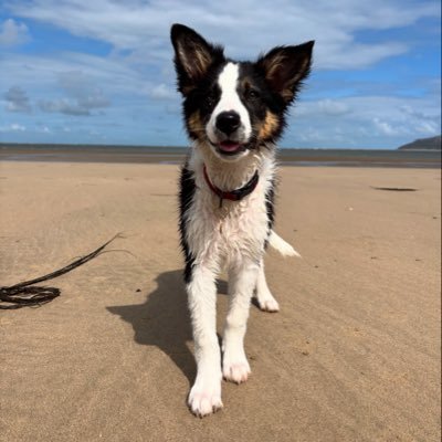 Bess, born April 2025. Trainee Project Manager, trainee Peekaboo expert, trainee Frowit expert. No faffing. Celebrating Kessie Woo - 2011-25 🌈