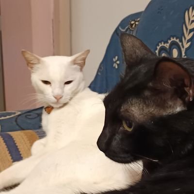 phishcurryrice's profile picture. 