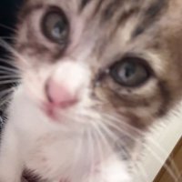 【競輪予想】三猫競輪 (@keirin_threecat) 's Twitter Profile