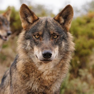 Mamá de Iris, dicen que voy buscando el escarnio. Loba feminazi, adicta a los Ramones. No caigo bien al inspector de educación ni al equipo directivo del cole.