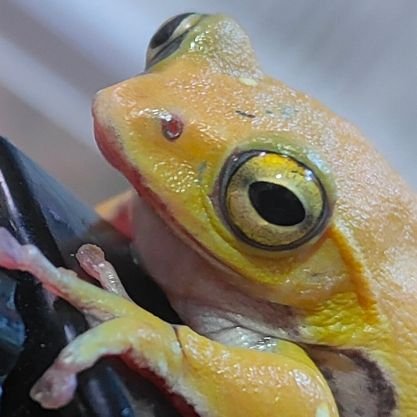 ツイッターで色々な生き物を見たり、情報をいただいて暮らしています。
あまり意思主張はツイートせず
飼育観察とお世話に時間を使い
過ごしています。
老眼が辛いおじさんです。
宜しくお願い致します🙇