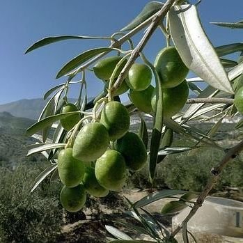 JulioCobo's profile picture. 