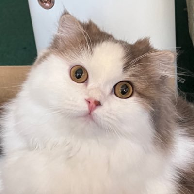 愛霧〜えむ〜さんのプロフィール画像