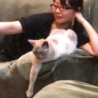 島田夏美 (@bellpicocat) 's Twitter Profile