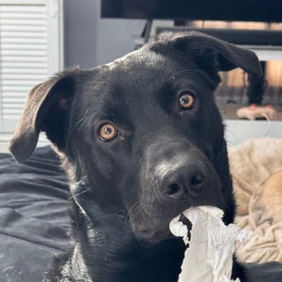 wethepeoplewin1's profile picture. 100% MAGA. 2A Advocate. Know your rights before you loose them. ❤️🇺🇸 #MAGA #MAHA