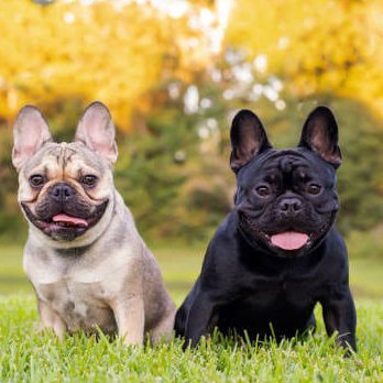 🐶French Bulldog Fan Club🐶
🐕 Welcome to
@French Bulldog Fan Club
🐾 We share dai #frenchbulldog contents
👇 Follow us if you love French Bulldog 👇