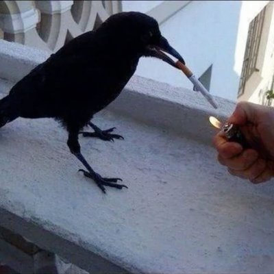 haytamnanai's profile picture. i married touka!