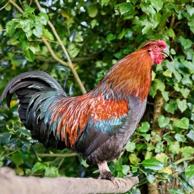 PegueroYariel's profile picture. Agrónomo