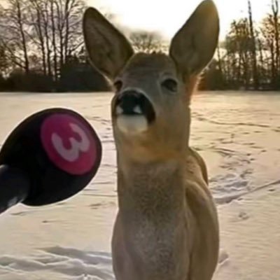 #edtwt 𖡼 19 𖡼 your dear neighbourhood deer