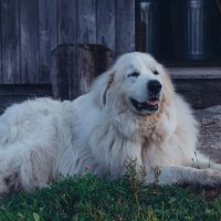๐ถGreat Pyrenees Corner๐ถ (@grea46980) 's Twitter Profile