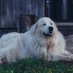 🐶Great Pyrenees Corner🐶 (@grea46980) Twitter profile photo 🐶Great Pyrenees Corner🐶 (@grea46980) Twitter profile photo