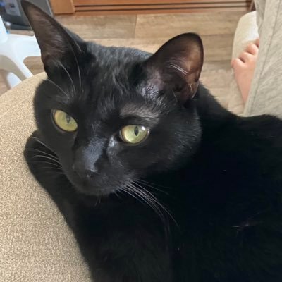 gOqHLXP9YU7737's profile picture. コーポレートエンジニア、情シス、くろねこ